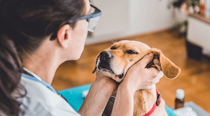 Dog receiving physical examination from qualified veterinarian