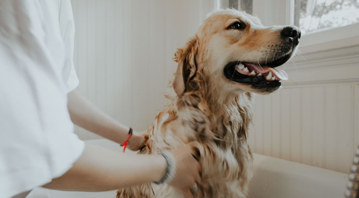 A happy golden retriever being groomed by a professional in a tub