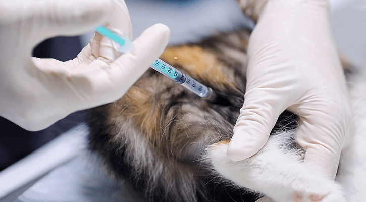 vaccine being safely administered to pet