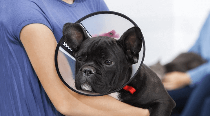 A cute black dog in a cone to prevent damage to incisions from surgery.