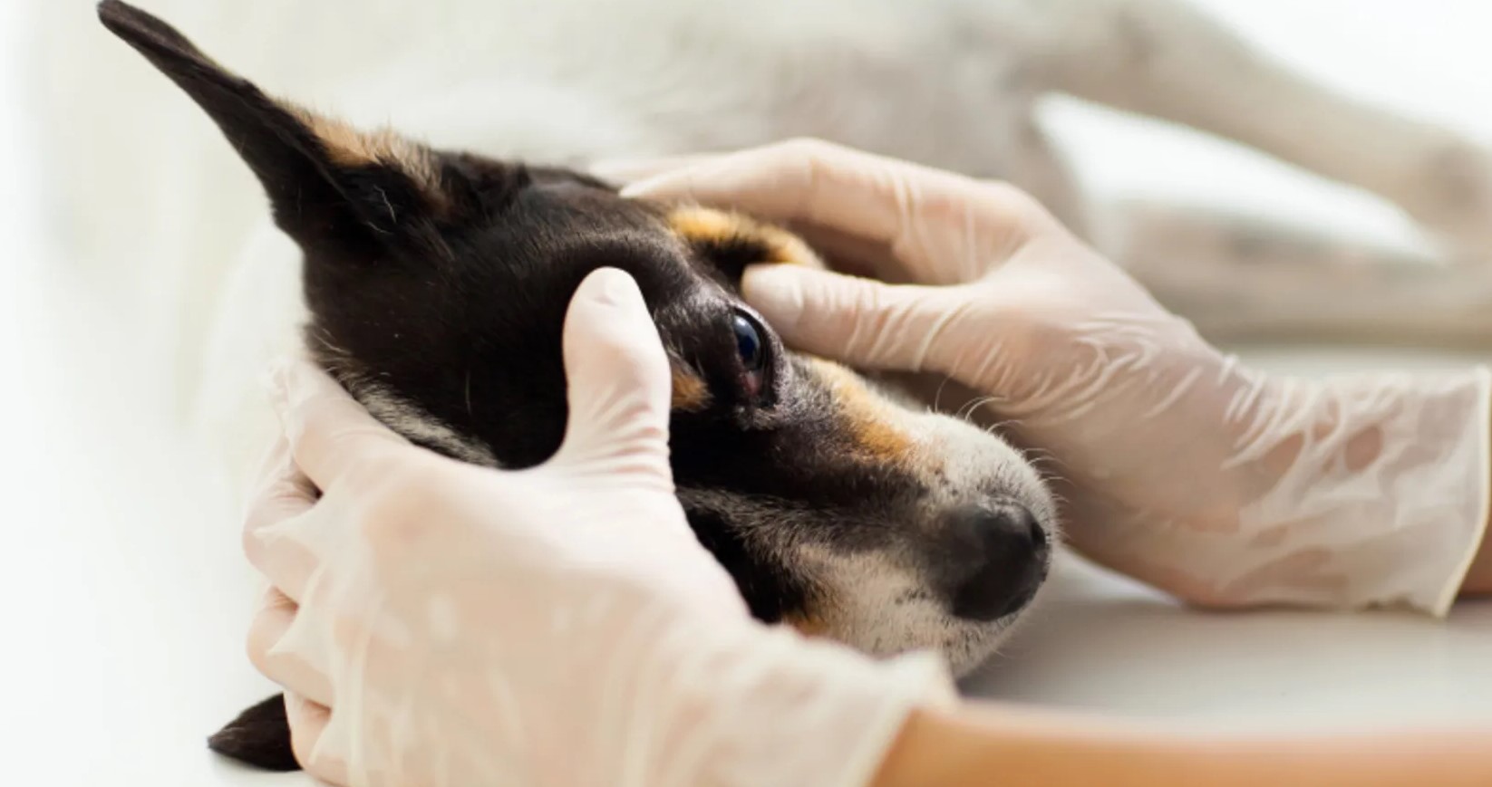 Ophthalmology
